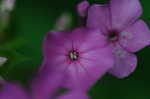 Fall phlox